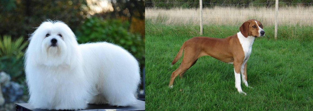 Hygenhund vs Coton De Tulear - Breed Comparison