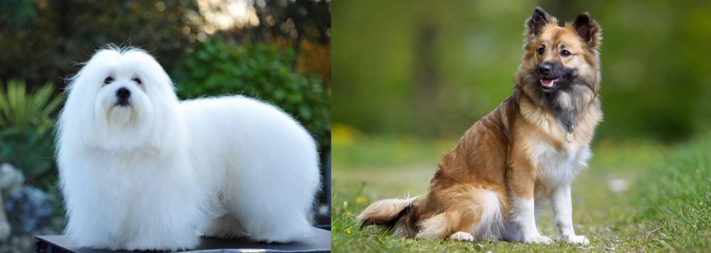 Icelandic Sheepdog vs Coton De Tulear - Breed Comparison