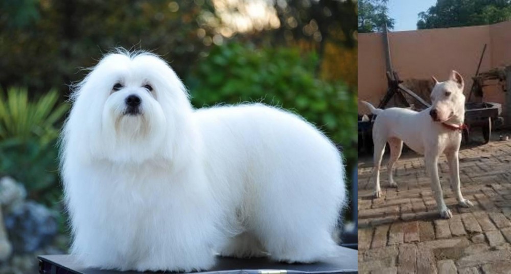 Indian Bull Terrier vs Coton De Tulear - Breed Comparison