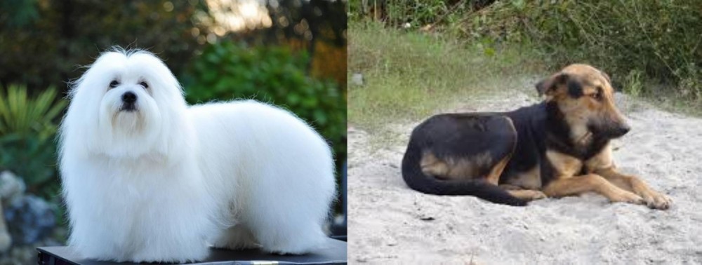 Indian Pariah Dog vs Coton De Tulear - Breed Comparison
