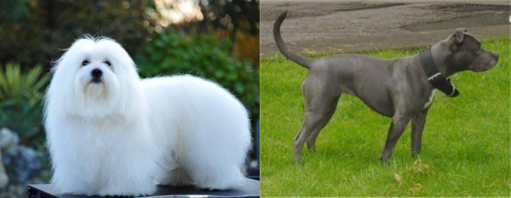 Irish Bull Terrier vs Coton De Tulear - Breed Comparison