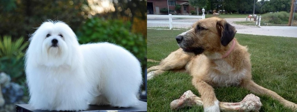 Irish Mastiff Hound vs Coton De Tulear - Breed Comparison