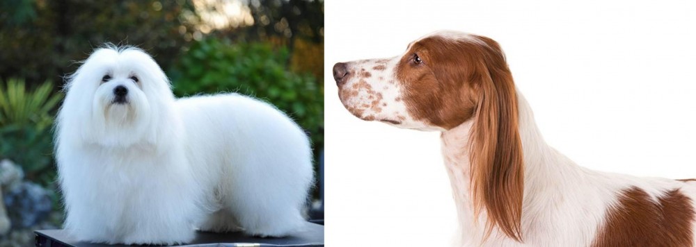 Irish Red and White Setter vs Coton De Tulear - Breed Comparison