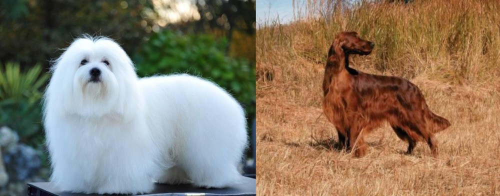 Irish Setter vs Coton De Tulear - Breed Comparison