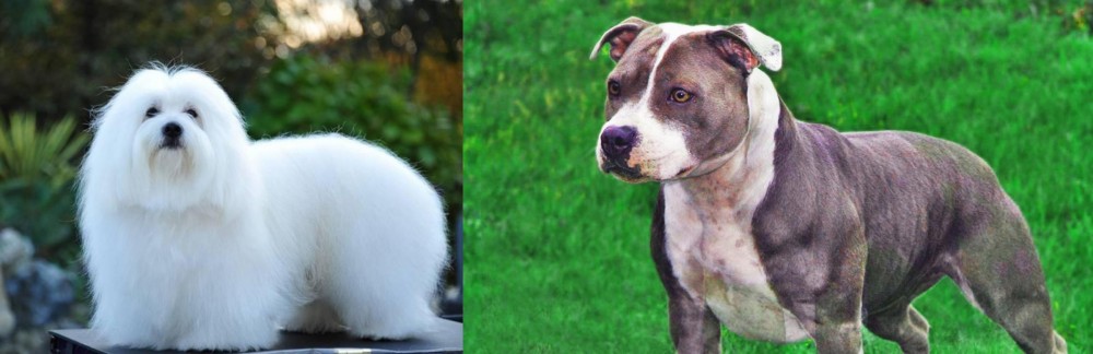 Irish Staffordshire Bull Terrier vs Coton De Tulear - Breed Comparison