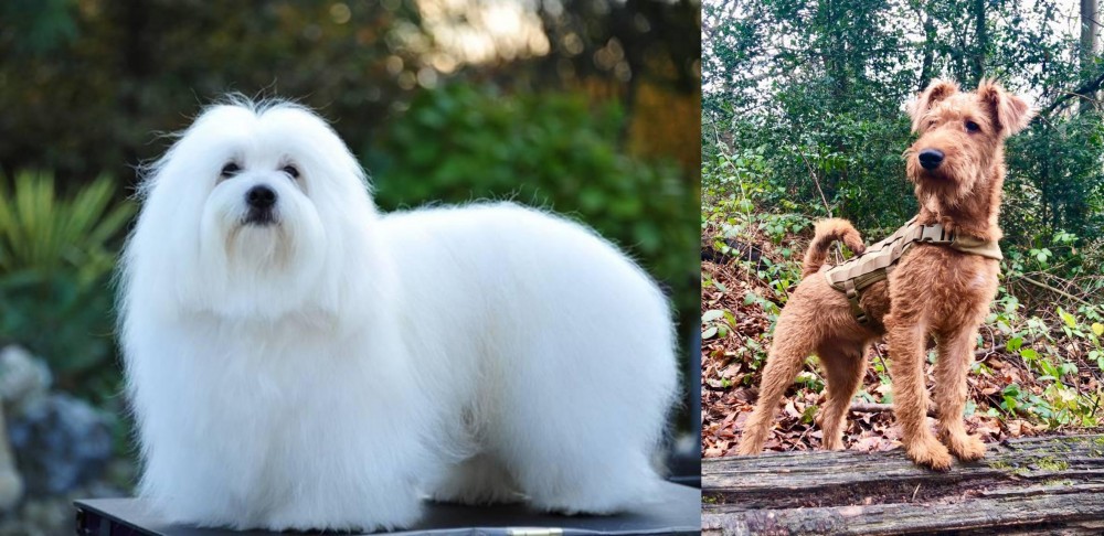 Irish Terrier vs Coton De Tulear - Breed Comparison