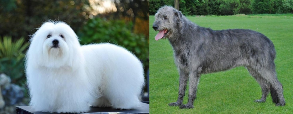 Irish Wolfhound vs Coton De Tulear - Breed Comparison
