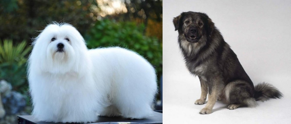 Istrian Sheepdog vs Coton De Tulear - Breed Comparison