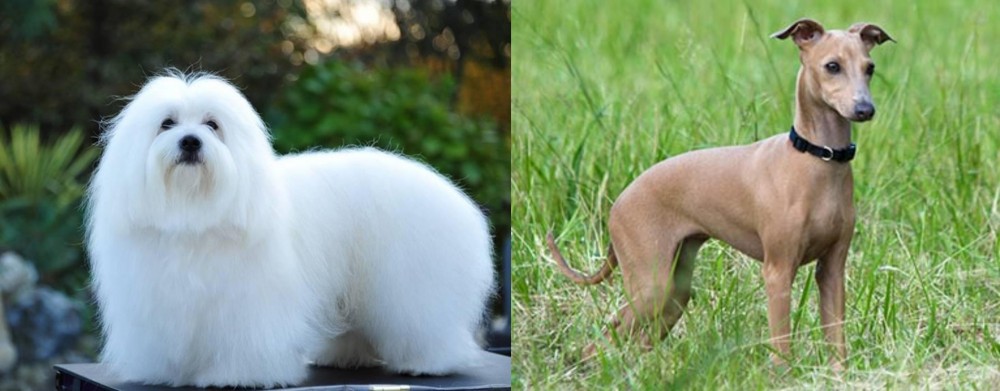 Italian Greyhound vs Coton De Tulear - Breed Comparison