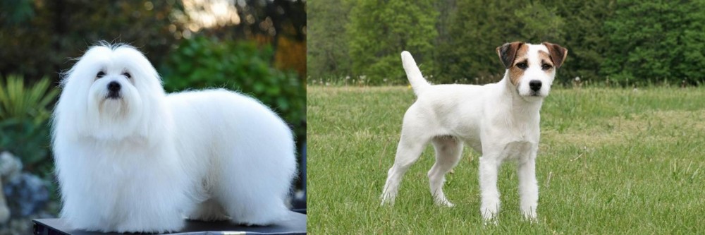 Jack Russell Terrier vs Coton De Tulear - Breed Comparison