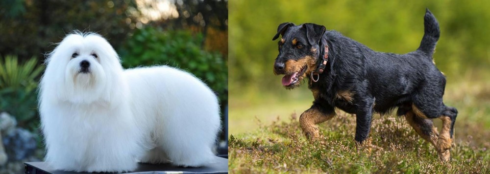Jagdterrier vs Coton De Tulear - Breed Comparison