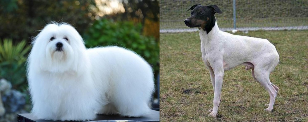 Japanese Terrier vs Coton De Tulear - Breed Comparison