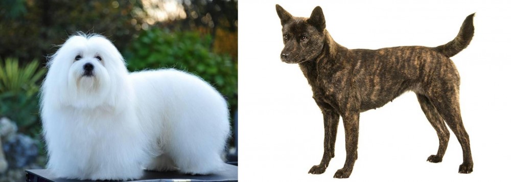 Kai Ken vs Coton De Tulear - Breed Comparison