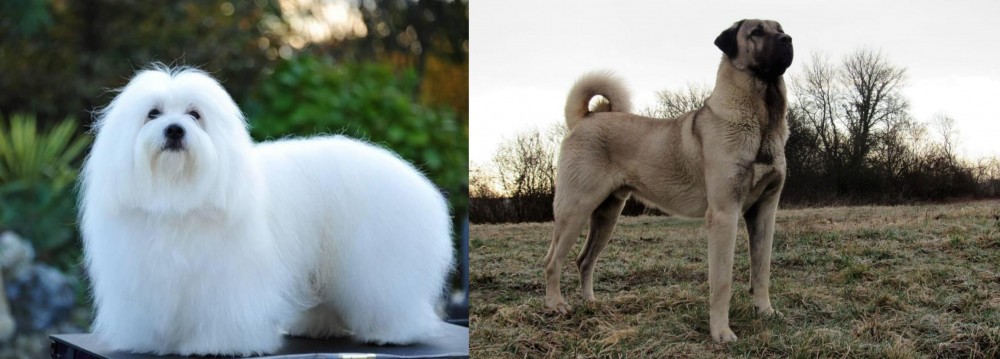 Kangal Dog vs Coton De Tulear - Breed Comparison