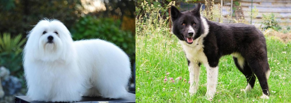 Karelian Bear Dog vs Coton De Tulear - Breed Comparison