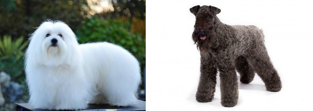 Kerry Blue Terrier vs Coton De Tulear - Breed Comparison