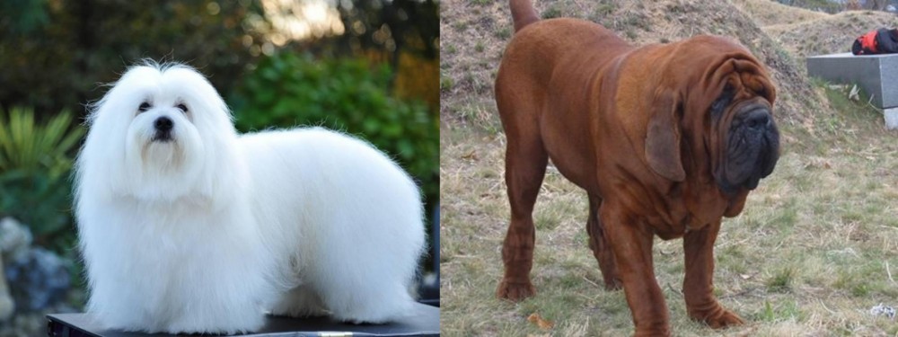 Korean Mastiff vs Coton De Tulear - Breed Comparison