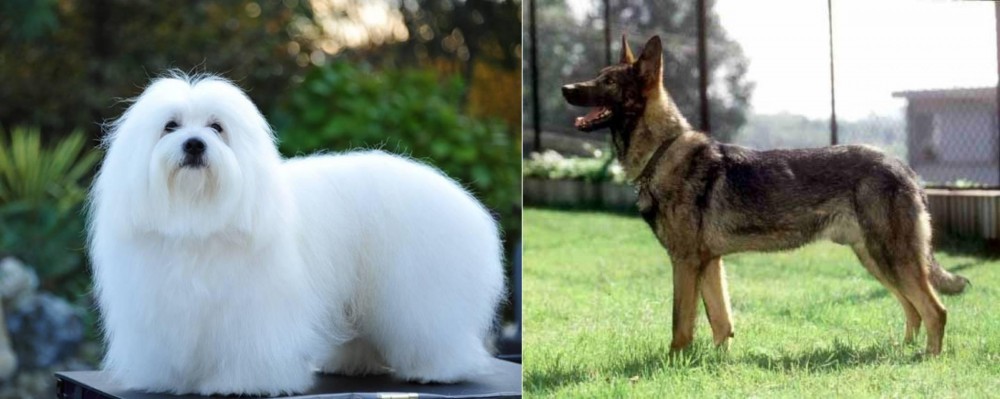 Kunming Dog vs Coton De Tulear - Breed Comparison