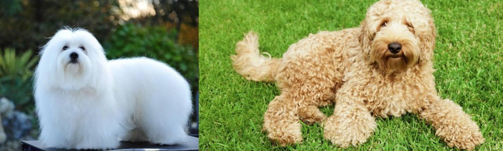 Labradoodle vs Coton De Tulear - Breed Comparison