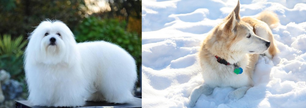 Labrador Husky vs Coton De Tulear - Breed Comparison