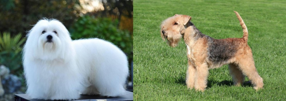 Lakeland Terrier vs Coton De Tulear - Breed Comparison