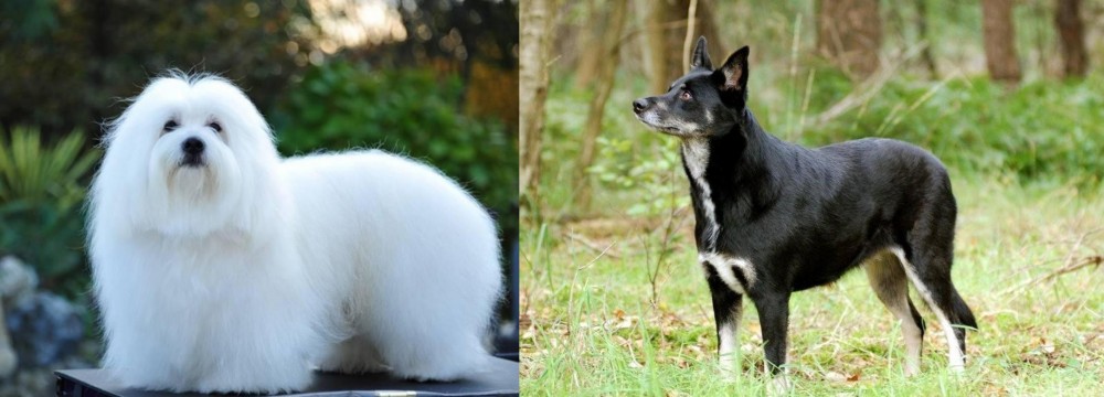 Lapponian Herder vs Coton De Tulear - Breed Comparison