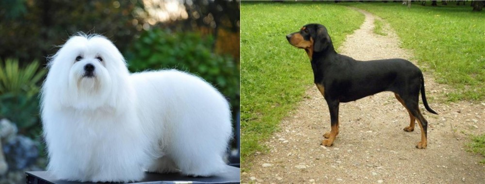 Latvian Hound vs Coton De Tulear - Breed Comparison