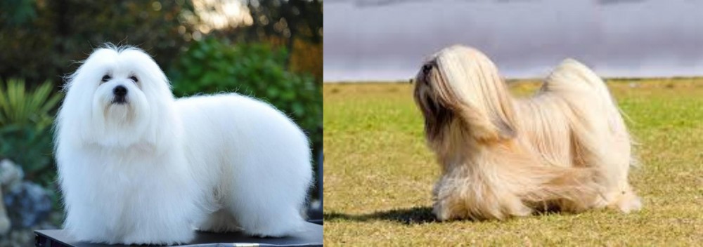 Lhasa Apso vs Coton De Tulear - Breed Comparison