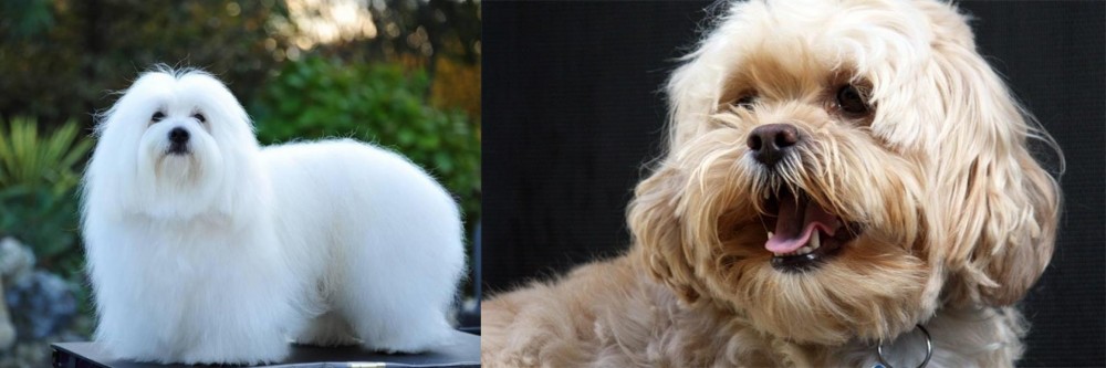 Lhasapoo vs Coton De Tulear - Breed Comparison