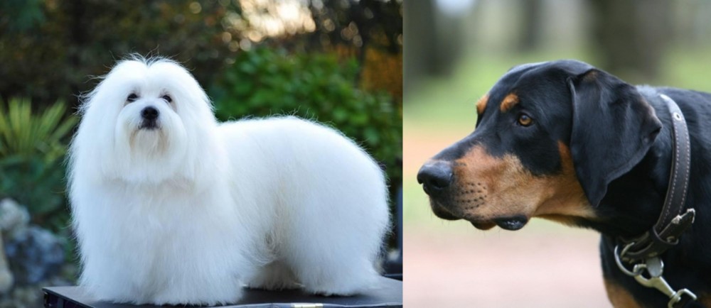 Lithuanian Hound vs Coton De Tulear - Breed Comparison
