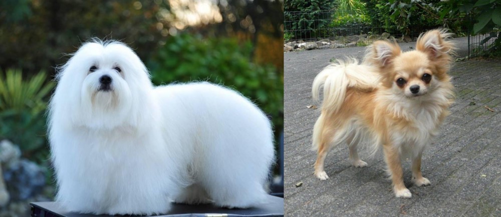 Long Haired Chihuahua vs Coton De Tulear - Breed Comparison