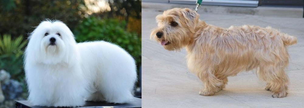 Lucas Terrier vs Coton De Tulear - Breed Comparison