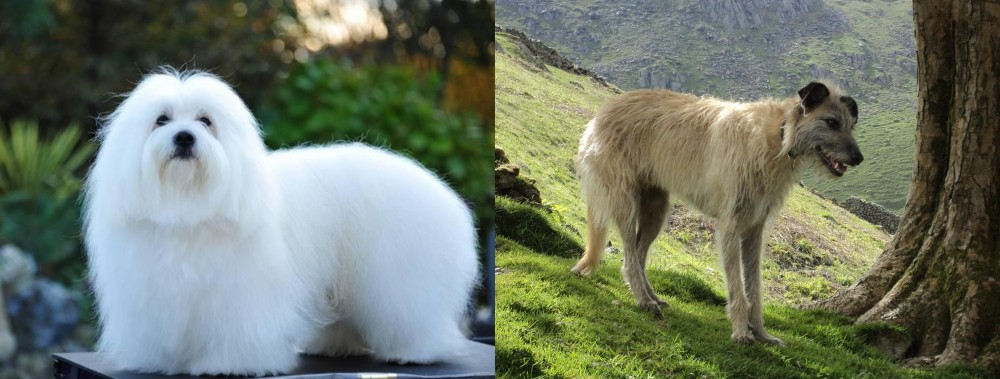 Lurcher vs Coton De Tulear - Breed Comparison