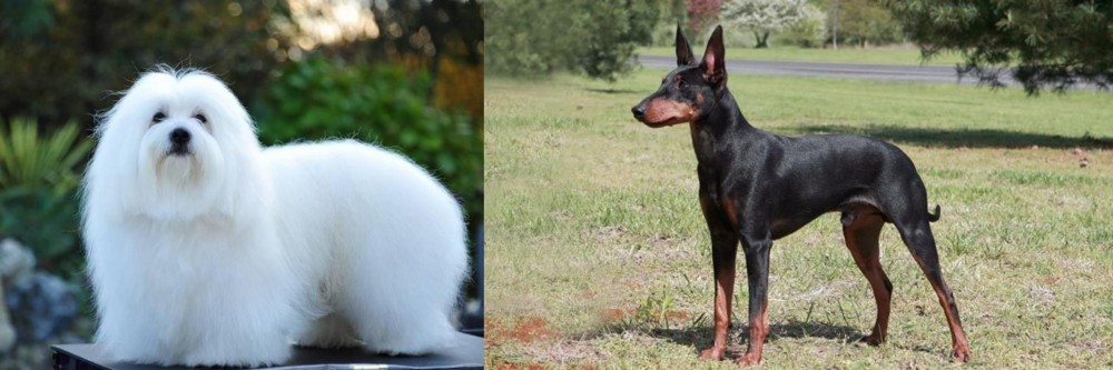 Manchester Terrier vs Coton De Tulear - Breed Comparison