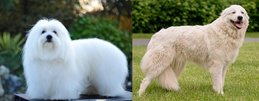 Maremma Sheepdog vs Coton De Tulear - Breed Comparison