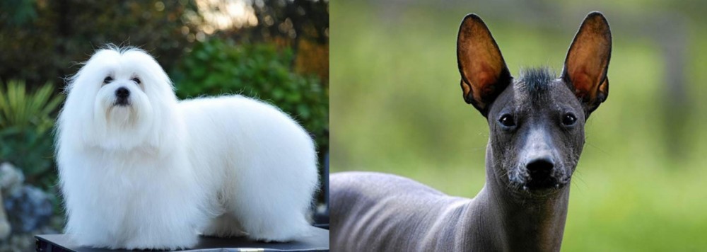 Mexican Hairless vs Coton De Tulear - Breed Comparison