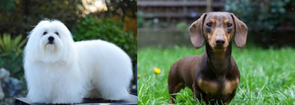 Miniature Dachshund vs Coton De Tulear - Breed Comparison