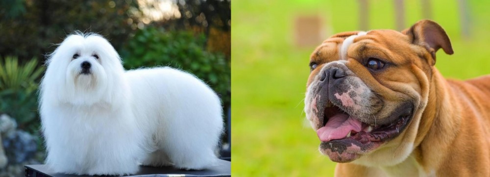 Miniature English Bulldog vs Coton De Tulear - Breed Comparison