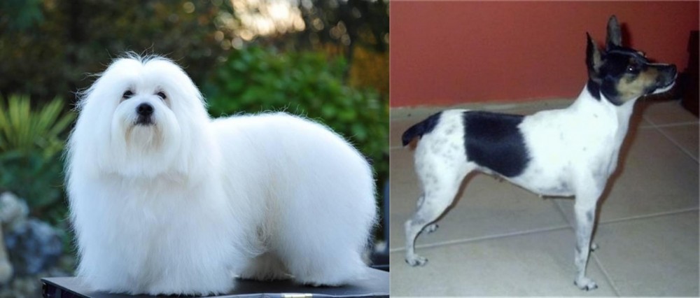 Miniature Fox Terrier vs Coton De Tulear - Breed Comparison