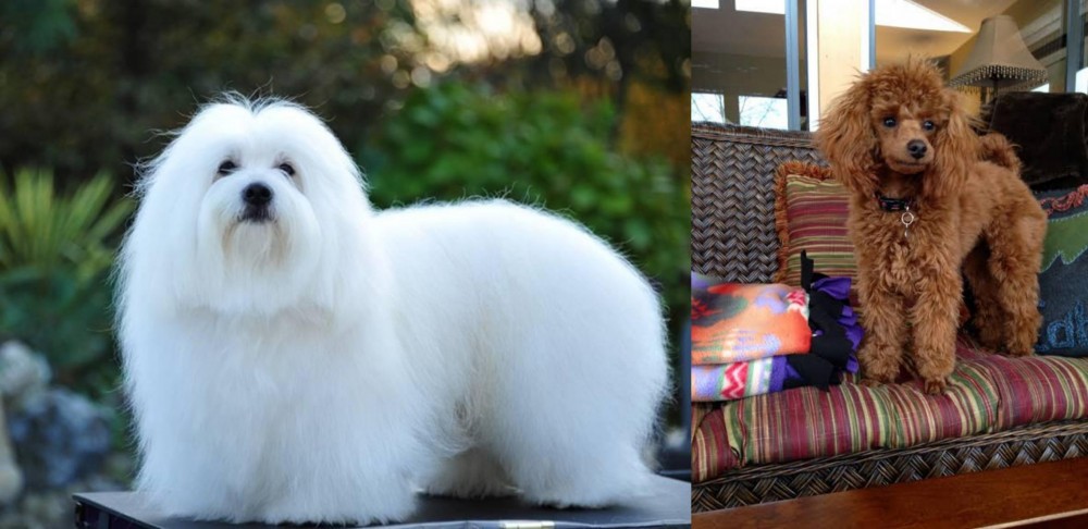 Miniature Poodle vs Coton De Tulear - Breed Comparison