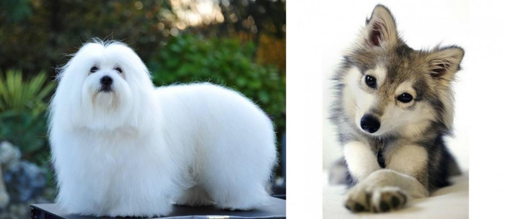 Miniature Siberian Husky vs Coton De Tulear - Breed Comparison
