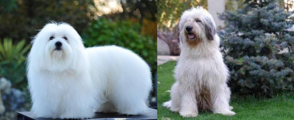 Mioritic Sheepdog vs Coton De Tulear - Breed Comparison