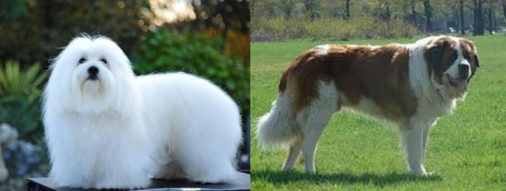 Moscow Watchdog vs Coton De Tulear - Breed Comparison