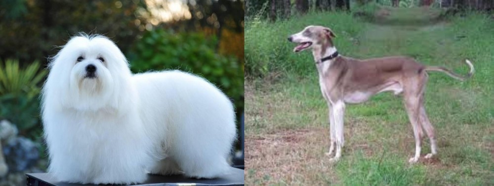 Mudhol Hound vs Coton De Tulear - Breed Comparison