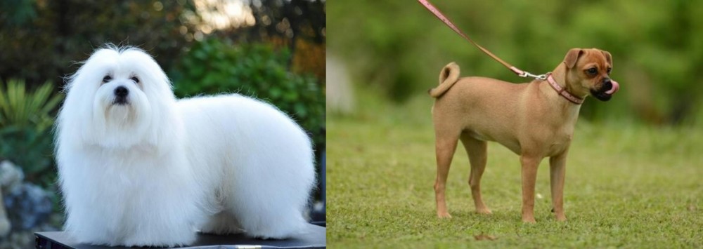 Muggin vs Coton De Tulear - Breed Comparison