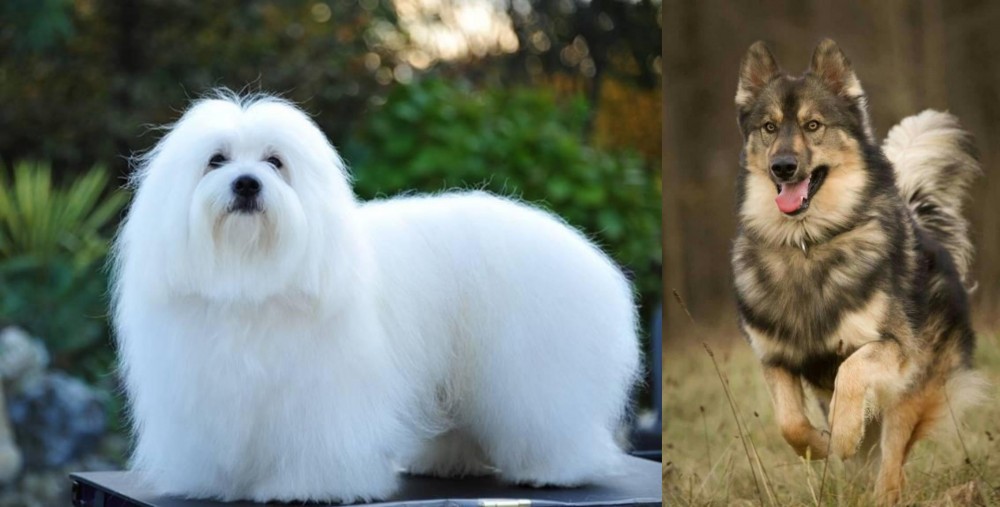 Native American Indian Dog vs Coton De Tulear - Breed Comparison