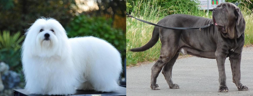 Neapolitan Mastiff vs Coton De Tulear - Breed Comparison