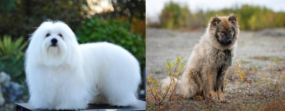 Nenets Herding Laika vs Coton De Tulear - Breed Comparison