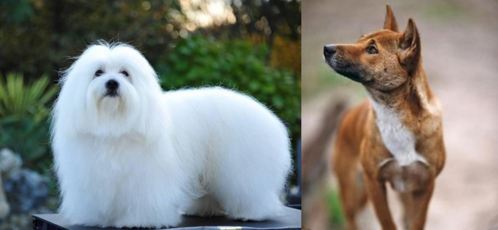 New Guinea Singing Dog vs Coton De Tulear - Breed Comparison