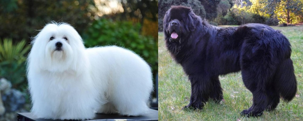 Newfoundland Dog vs Coton De Tulear - Breed Comparison